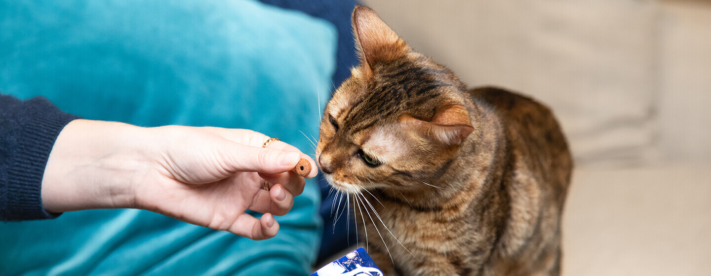 Welche Leckerlis für Katzen? PURINA
